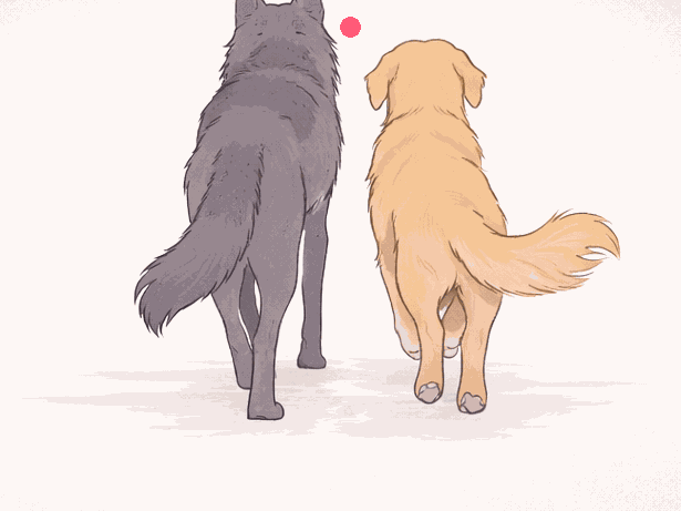 A wolf and a golden retriever walking together